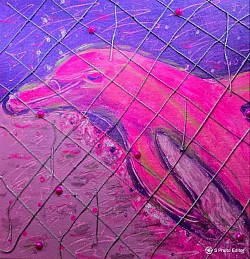 Pink Dolphin